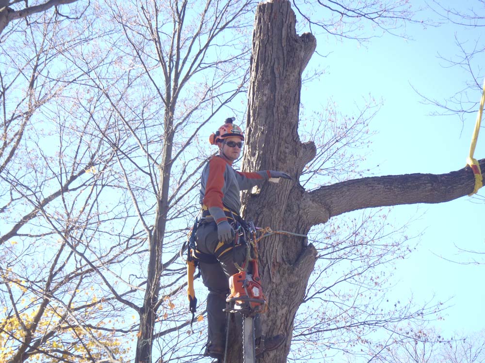 Tree Removal project