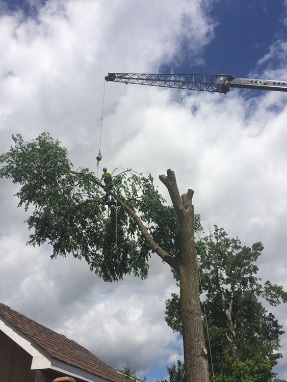 A tree removal project in Barrie